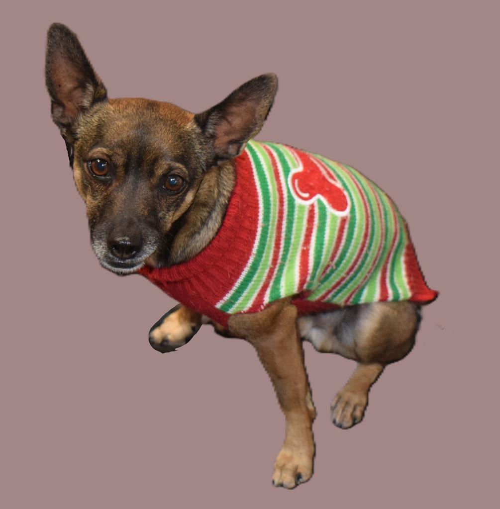 Brownie, an adoptable Miniature Pinscher, Mixed Breed in Pahrump, NV, 89048 | Photo Image 1