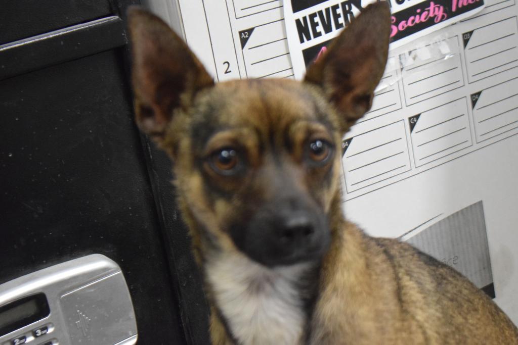 Brownie, an adoptable Miniature Pinscher, Mixed Breed in Pahrump, NV, 89048 | Photo Image 2