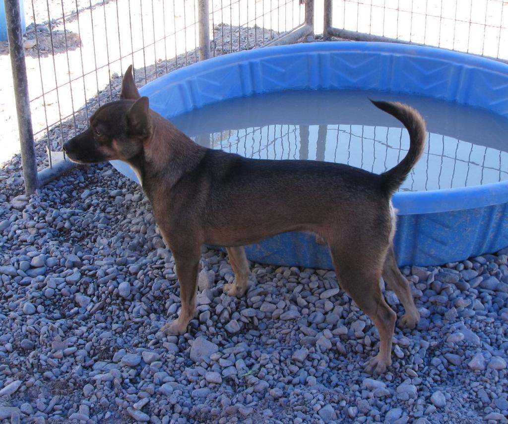 Brownie, an adoptable Miniature Pinscher, Mixed Breed in Pahrump, NV, 89048 | Photo Image 3