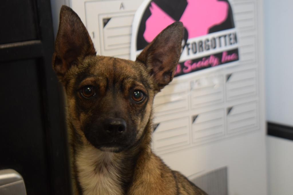 Brownie, an adoptable Miniature Pinscher, Mixed Breed in Pahrump, NV, 89048 | Photo Image 3