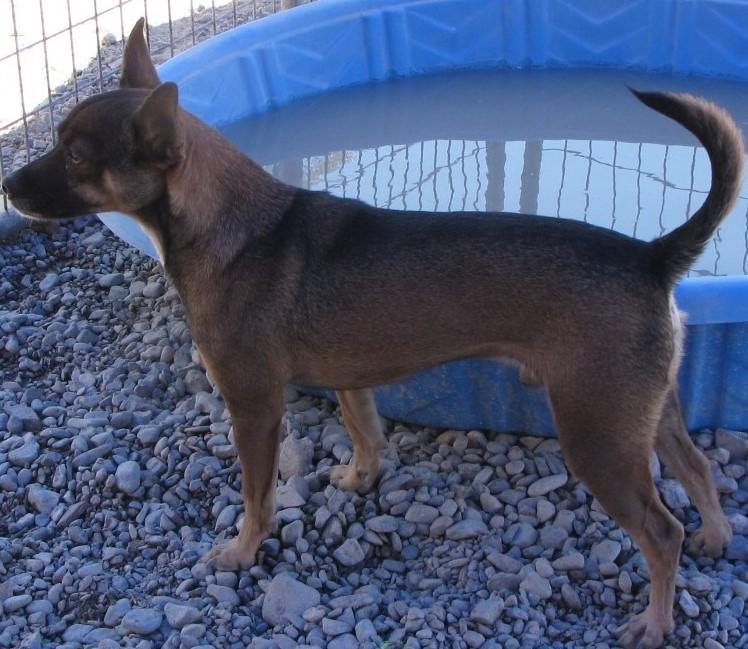 Brownie, an adoptable Miniature Pinscher, Mixed Breed in Pahrump, NV, 89048 | Photo Image 5