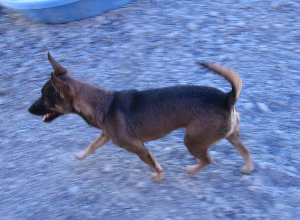 Brownie, an adoptable Miniature Pinscher, Mixed Breed in Pahrump, NV, 89048 | Photo Image 5