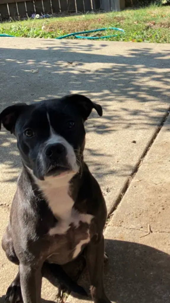 Sophie, an adoptable Pit Bull Terrier in Battle Ground, WA, 98604 | Photo Image 1