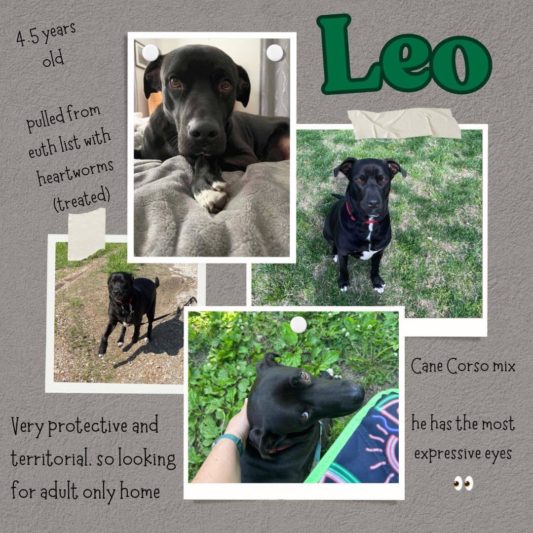 Leo, an adoptable Labrador Retriever, Mastiff in Merriam, KS, 66203 | Photo Image 1