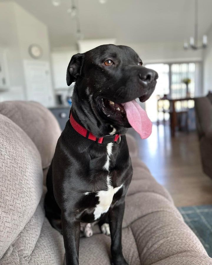 Leo, an adoptable Labrador Retriever, Mastiff in Merriam, KS, 66203 | Photo Image 2