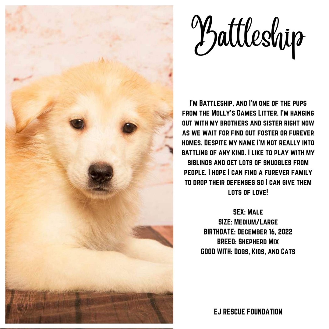 Battleship, an adoptable Shepherd, Husky in Airdrie, AB, T4A 2H6 | Photo Image 2