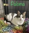 Paloma