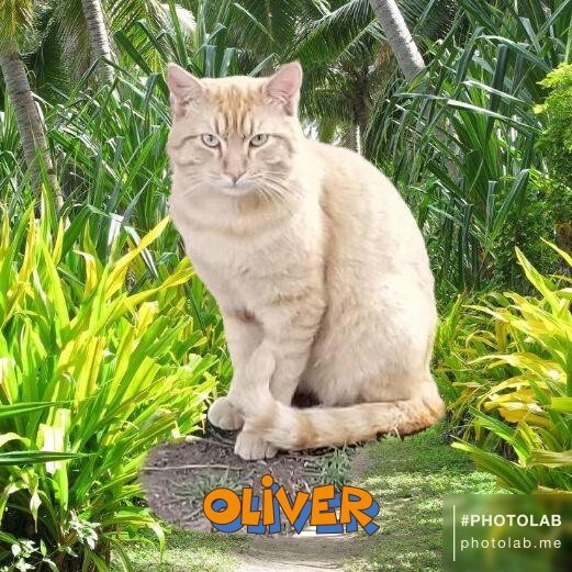 Oliver - courtesy listing , an adoptable Tabby & Domestic Short Hair Mix in Uvalde, TX_image-1