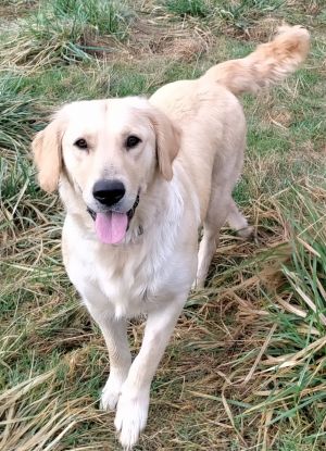 Renton Animal Shelter | Animal Shelters in Renton WA 