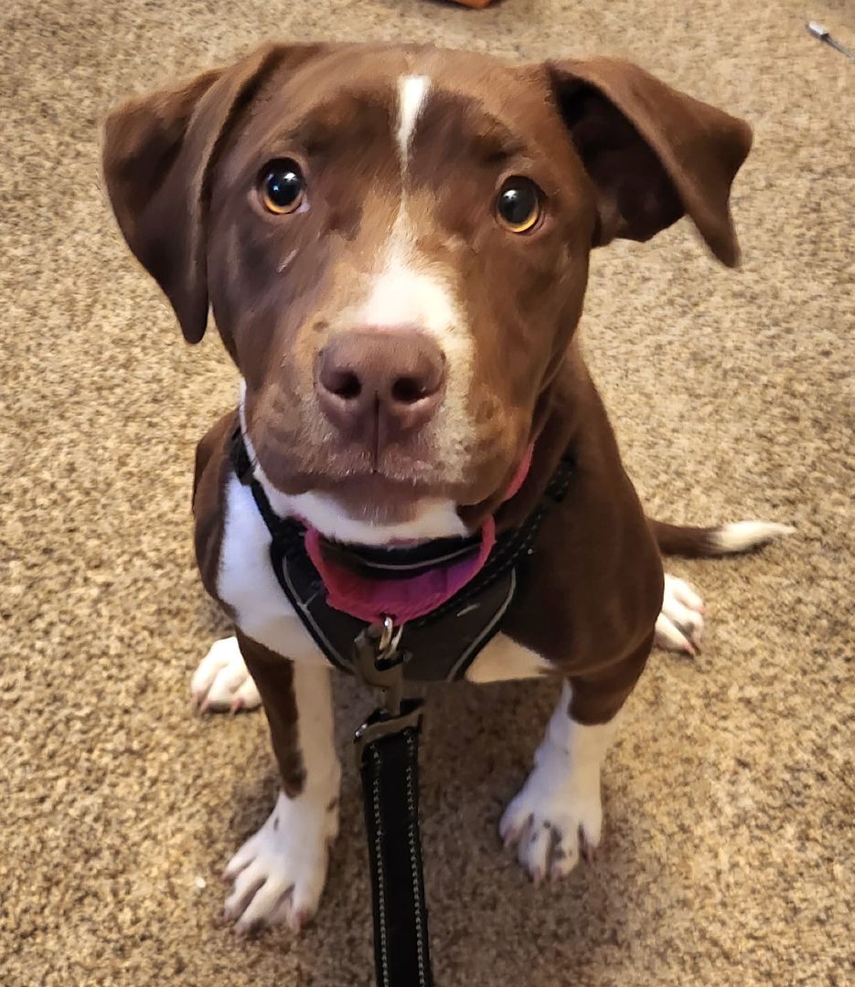 Dog for adoption - Shinami , a Pit Bull Terrier Mix in Fredericksburg, VA |  Petfinder