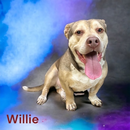 Willie 1