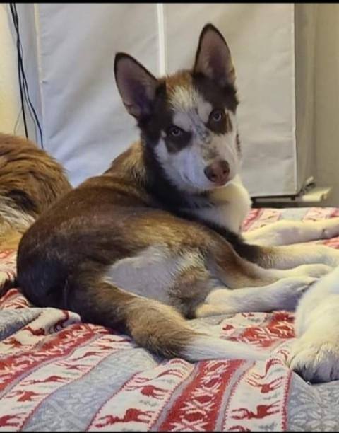 Allmight, an adoptable Siberian Husky in Sequim, WA, 98382 | Photo Image 2