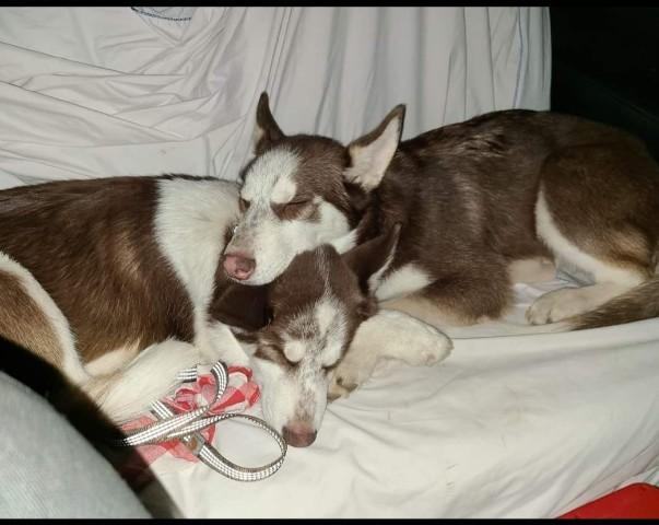 Allmight, an adoptable Siberian Husky in Sequim, WA, 98382 | Photo Image 3