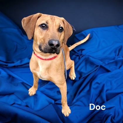 Doc, an adoptable Bloodhound & Labrador Retriever Mix in Cumberland, MD_image-1