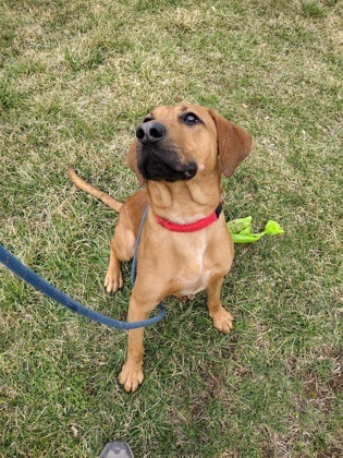 Doc, an adoptable Bloodhound & Labrador Retriever Mix in Cumberland, MD_image-2