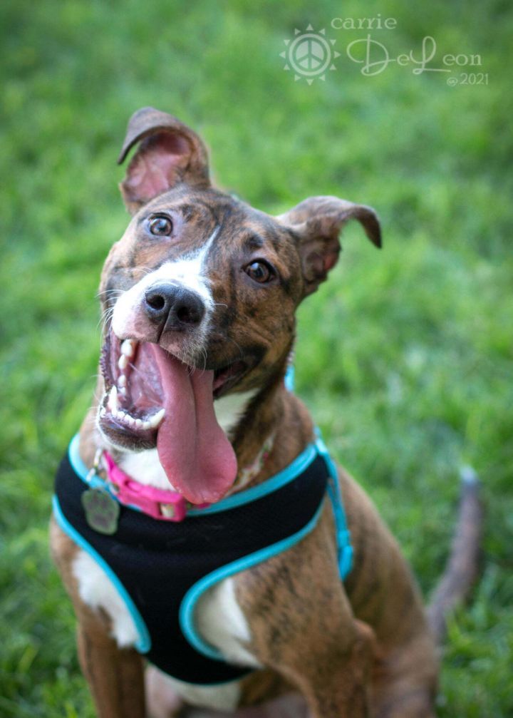 Salem, an adoptable American Staffordshire Terrier in West Richland, WA, 99353 | Photo Image 1