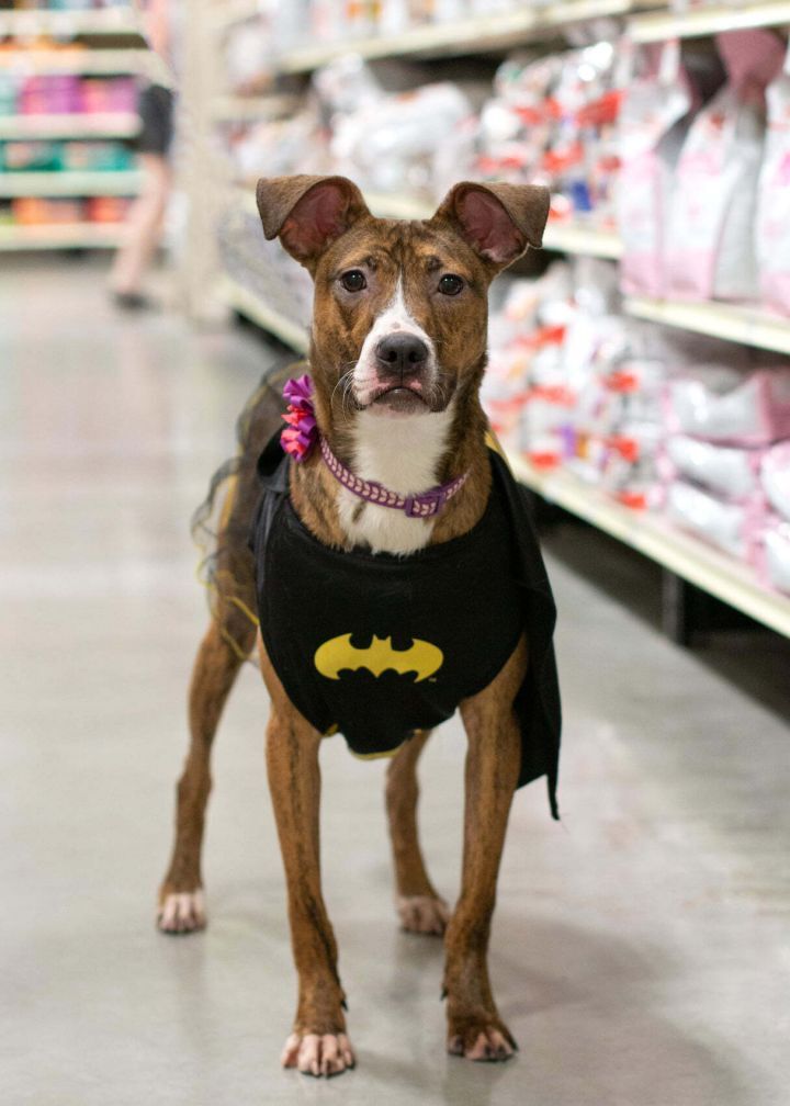 Salem, an adoptable American Staffordshire Terrier in West Richland, WA, 99353 | Photo Image 2
