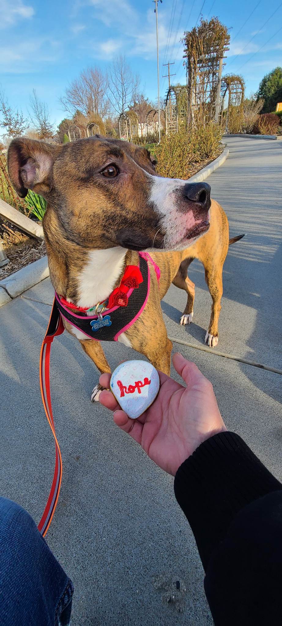 Salem, an adoptable American Staffordshire Terrier in West Richland, WA, 99353 | Photo Image 4