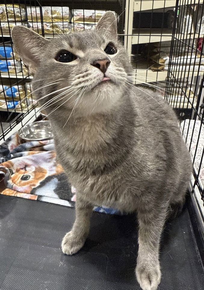 Monkey, an adoptable Domestic Short Hair in Glendale, AZ, 85301 | Photo Image 1