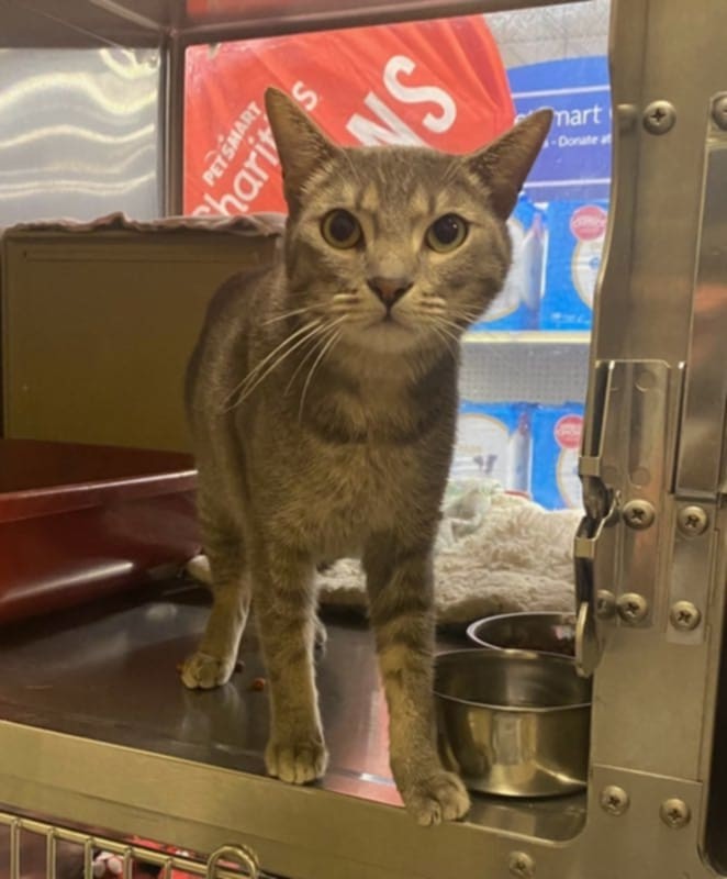 Monkey, an adoptable Domestic Short Hair in Glendale, AZ, 85301 | Photo Image 2