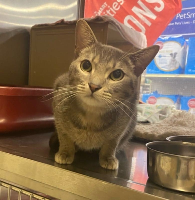 Monkey, an adoptable Domestic Short Hair in Glendale, AZ, 85301 | Photo Image 2