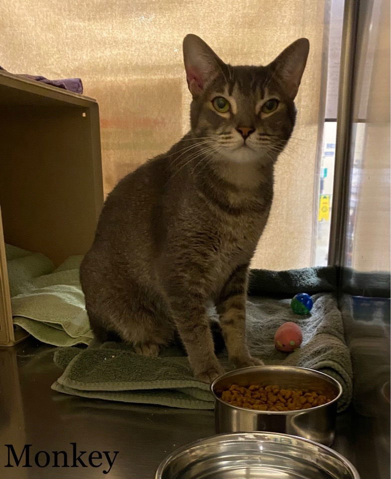 Monkey, an adoptable Domestic Short Hair in Glendale, AZ, 85301 | Photo Image 3