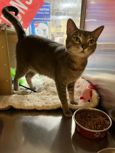 Monkey, an adoptable Domestic Short Hair in Glendale, AZ, 85301 | Photo Image 3