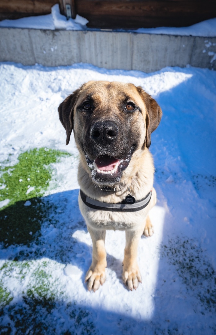 Gilly, an adoptable Mixed Breed in Jackson, WY_image-4