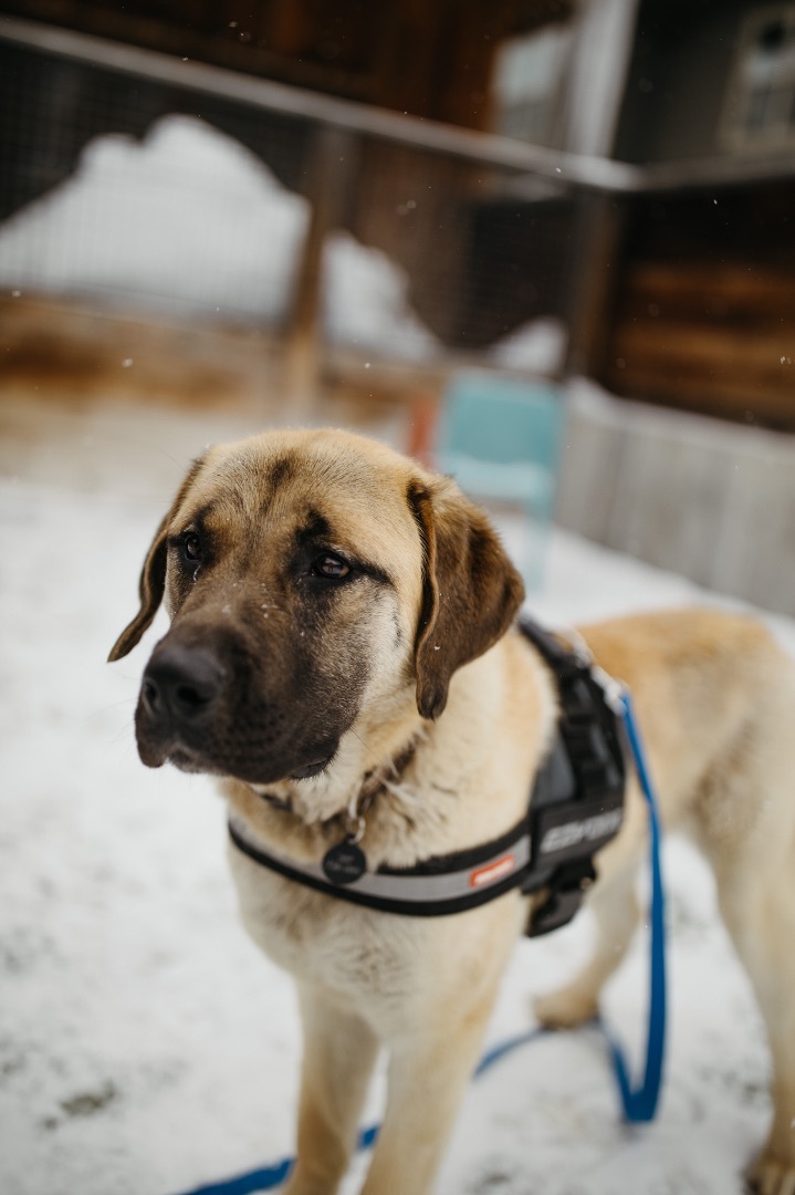 Gilly, an adoptable Mixed Breed in Jackson, WY_image-6