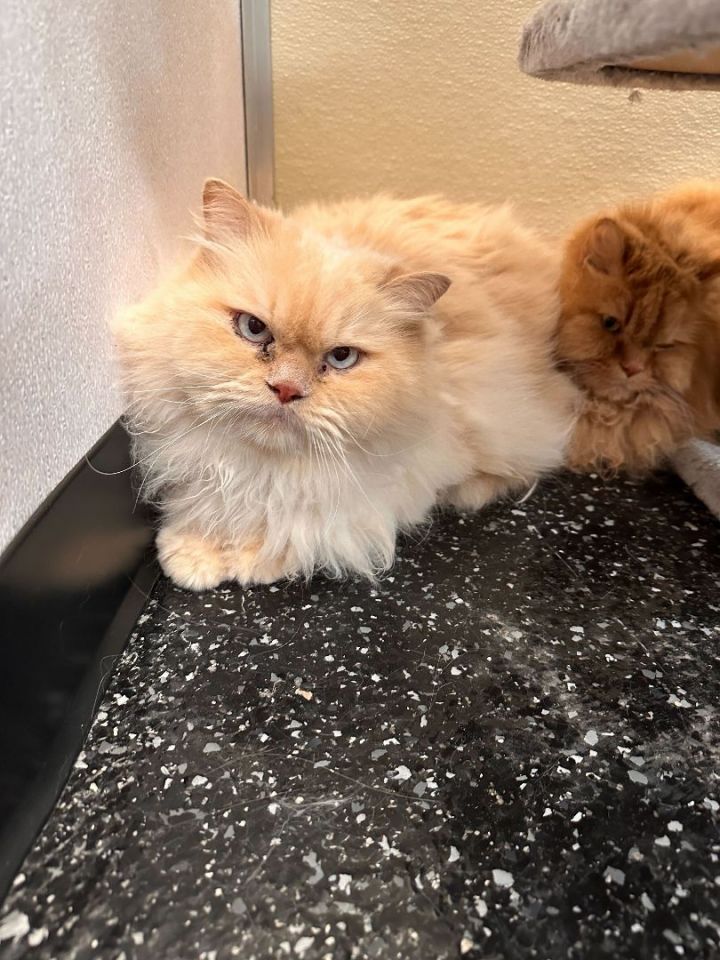 Marmalade & Fluffernutter 1