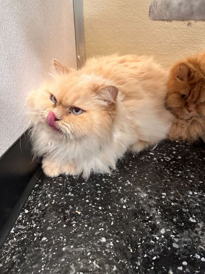 Marmalade & Fluffernutter 2
