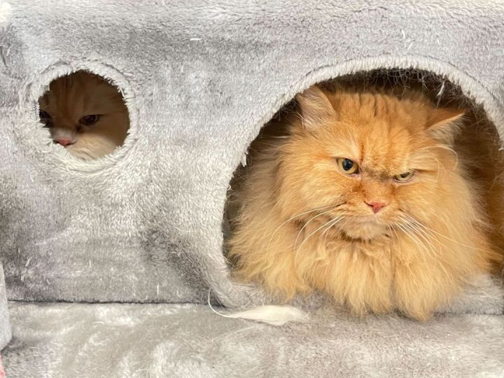 Marmalade & Fluffernutter 3