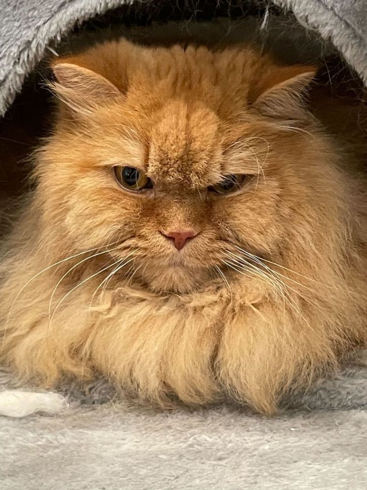 Marmalade & Fluffernutter 4