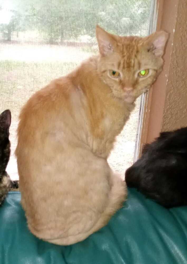 Jeffery, an adoptable Selkirk Rex, Munchkin in Ocala, FL, 34475 | Photo Image 3