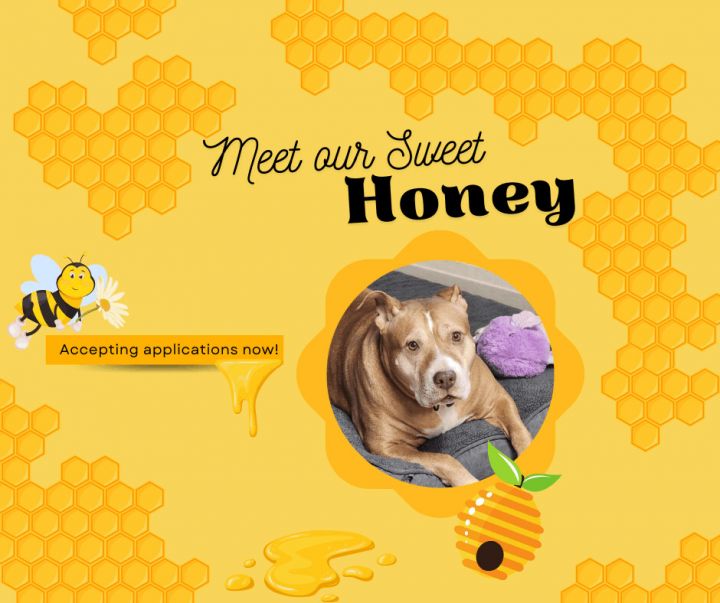 is honey okay for dogs