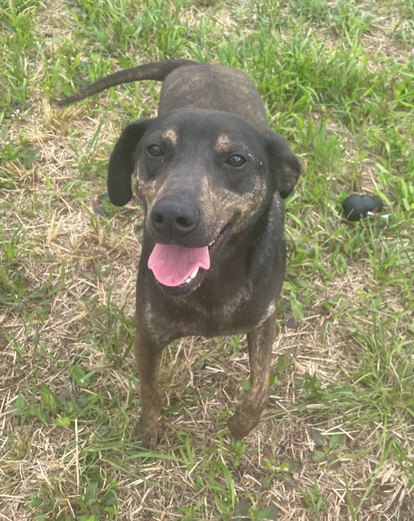 Hans, an adoptable Labrador Retriever in Batesville, AR, 72501 | Photo Image 1