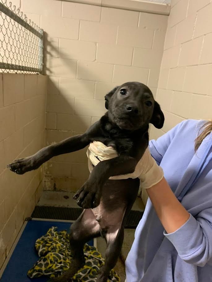 Hans, an adoptable Labrador Retriever in Batesville, AR, 72501 | Photo Image 2