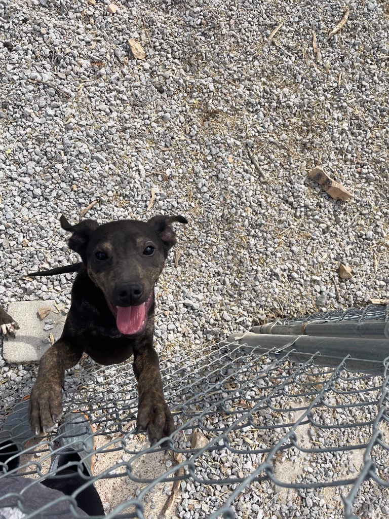 Hans, an adoptable Labrador Retriever in Batesville, AR, 72501 | Photo Image 3