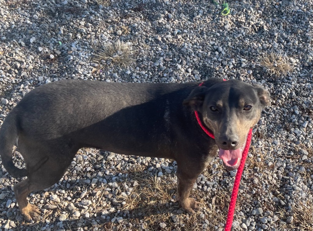 Hans, an adoptable Labrador Retriever in Batesville, AR, 72501 | Photo Image 4