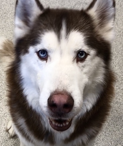 alaskan husky wags its tail