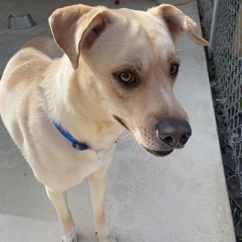 Jake, an adoptable Yellow Labrador Retriever Mix in Hohenwald, TN_image-2