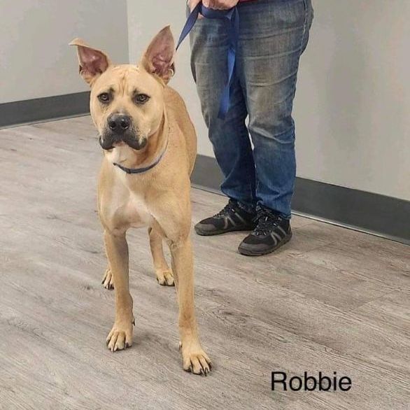 Robbie, an adoptable Black Mouth Cur & Carolina Dog Mix in Woodruff, SC_image-2