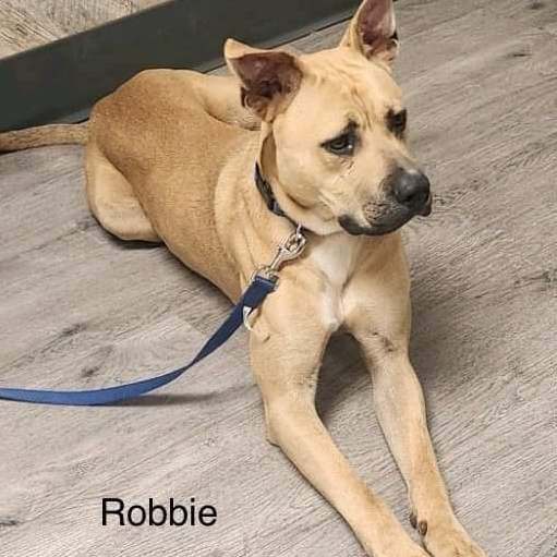 Robbie, an adoptable Black Mouth Cur & Carolina Dog Mix in Woodruff, SC_image-1
