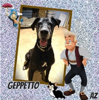 Geppetto, an adoptable Great Dane in Glendale, AZ_image-1