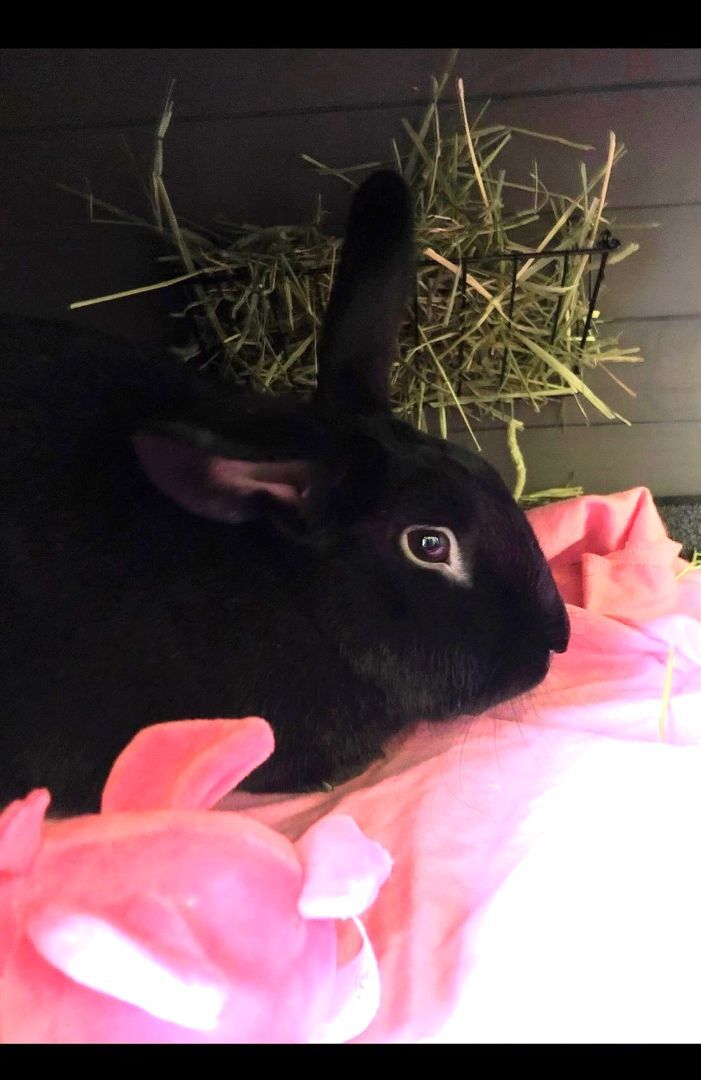 Chester, an adoptable Bunny Rabbit Mix in Utica, NY_image-1