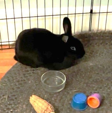 Chester, an adoptable Bunny Rabbit Mix in Utica, NY_image-3