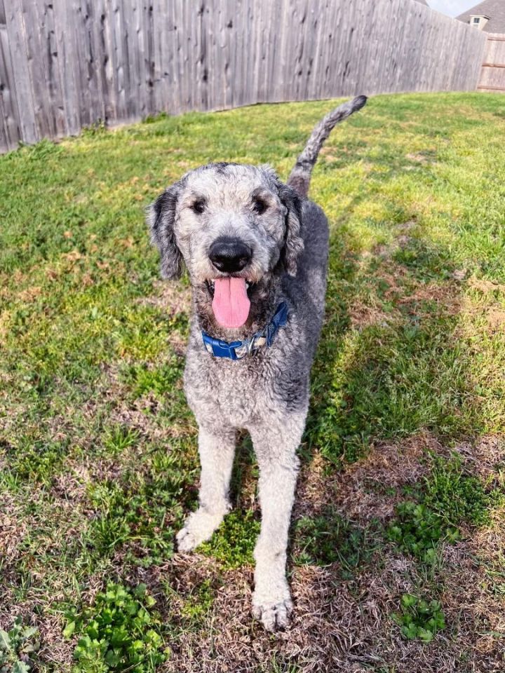 Olaf, an adoptable Standard Poodle & Golden Retriever Mix in Gonzales, LA_image-1