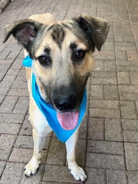 Otto, an adoptable German Shepherd Dog & Husky Mix in fort worth, TX_image-3