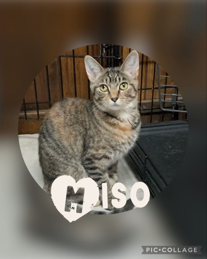 Miso, an adoptable Torbie in Pomona, NY_image-1