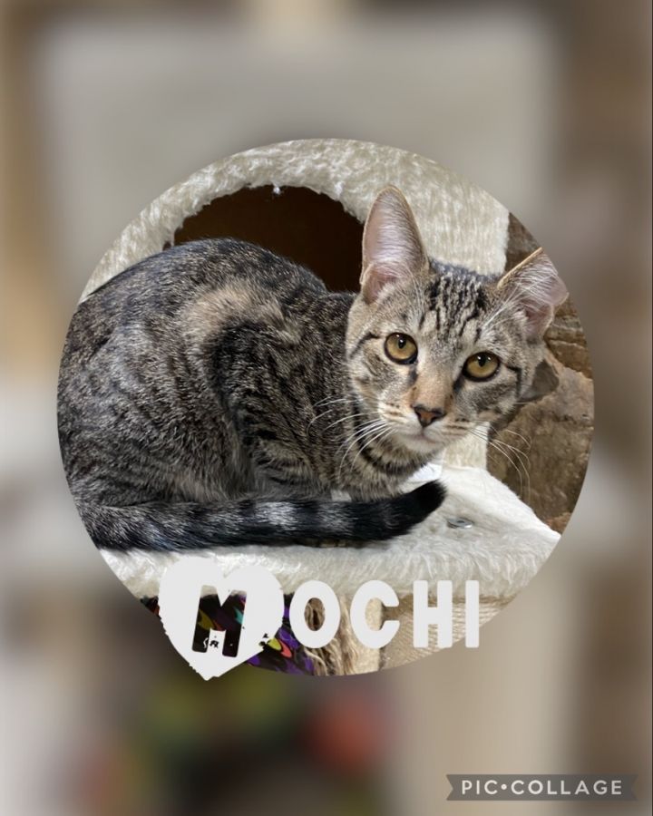 Mochi, an adoptable Domestic Short Hair in Pomona, NY_image-1